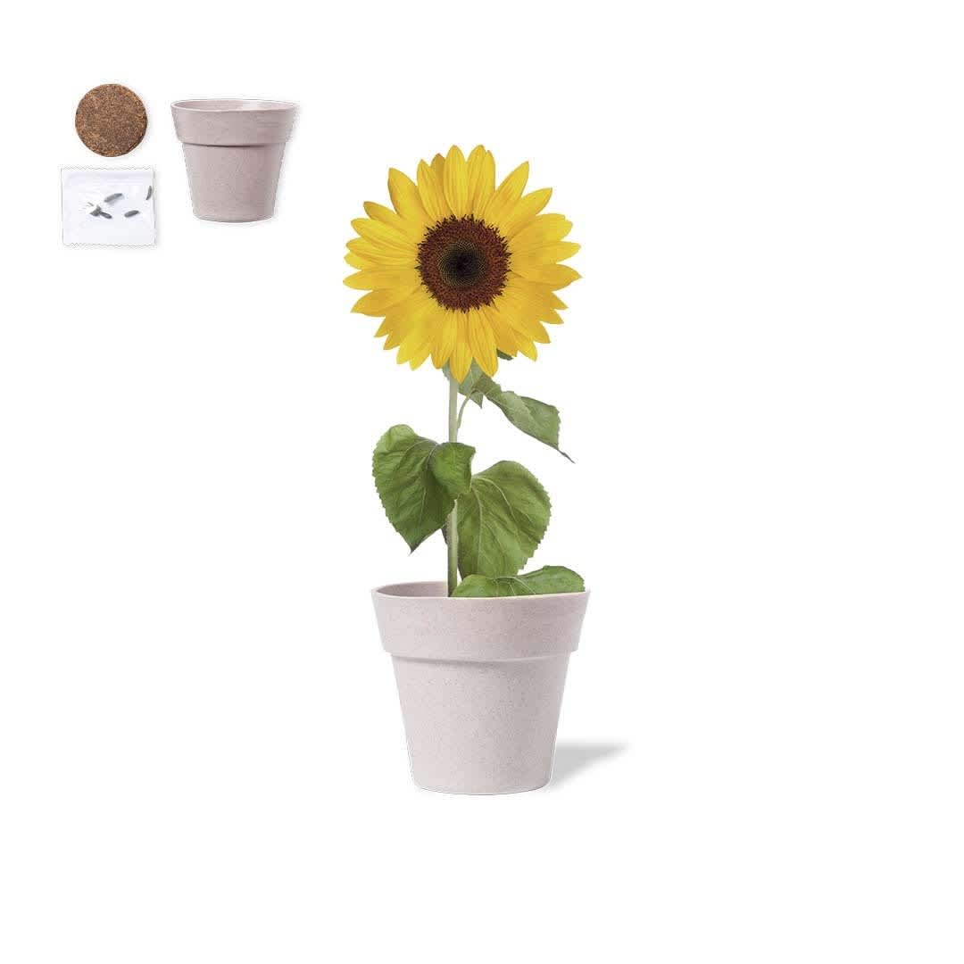 A light grey flowerpot with a sunflower growing in it, accompanied by a coir disc and seed packet. Tumil Flowerpot - Image 1