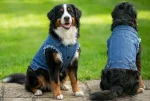 Dog's Denim Jacket